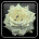 White Rose