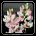 Corn Lily