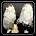 Coprinus Comatus